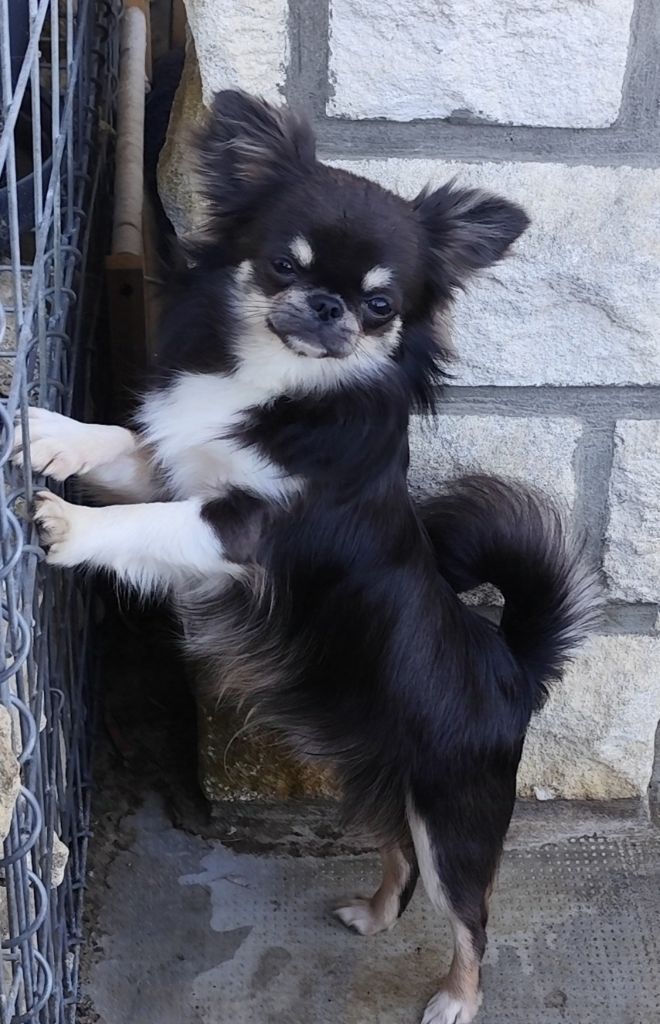 Urus blue collector Des Pattounes Douces