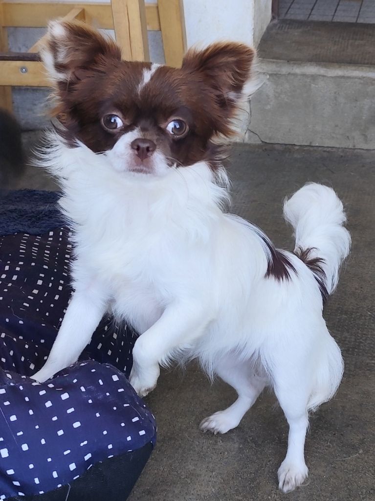 CH. Une petite gourmandise des Mille et une Patte