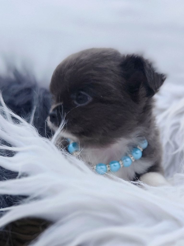 Les Chichis D Antoinette - Chiots disponibles - Chihuahua